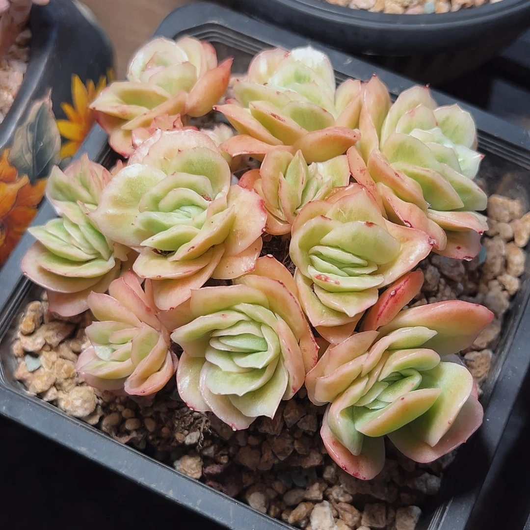 7-6-15精控冰玫瑰锦