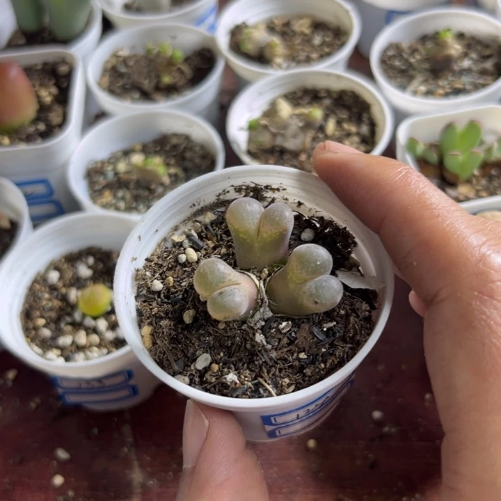 124 风铃多肉植物