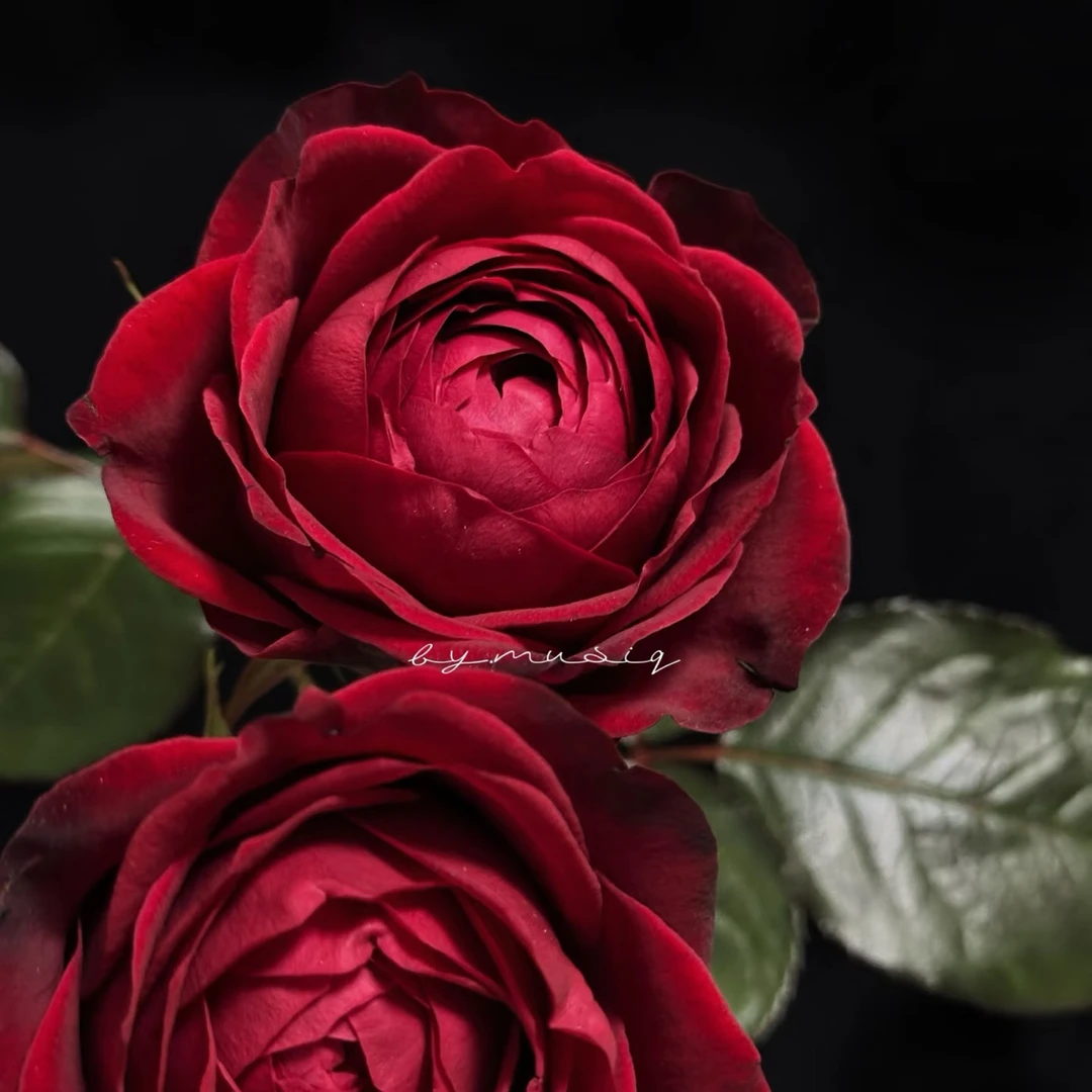 「嘤嘤怪鲜花」宝莲灯单头玫瑰云南直发顺丰包邮