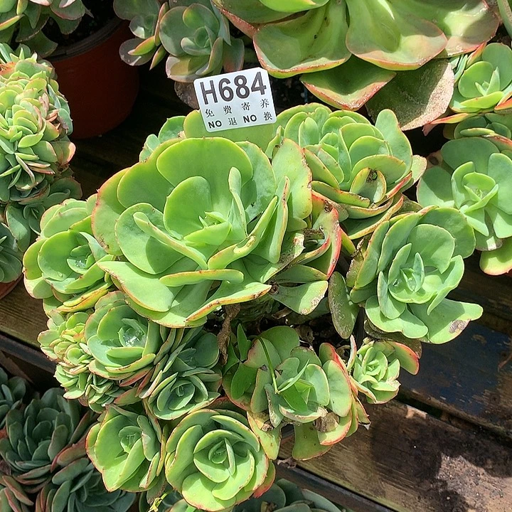 杂交带缀 非偏远38包邮 节后发