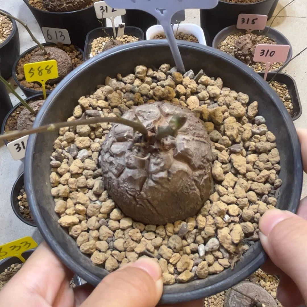 儿***首717龟甲龙35746846