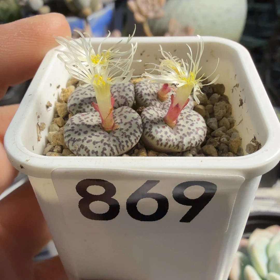 869四头安贞满20包邮
