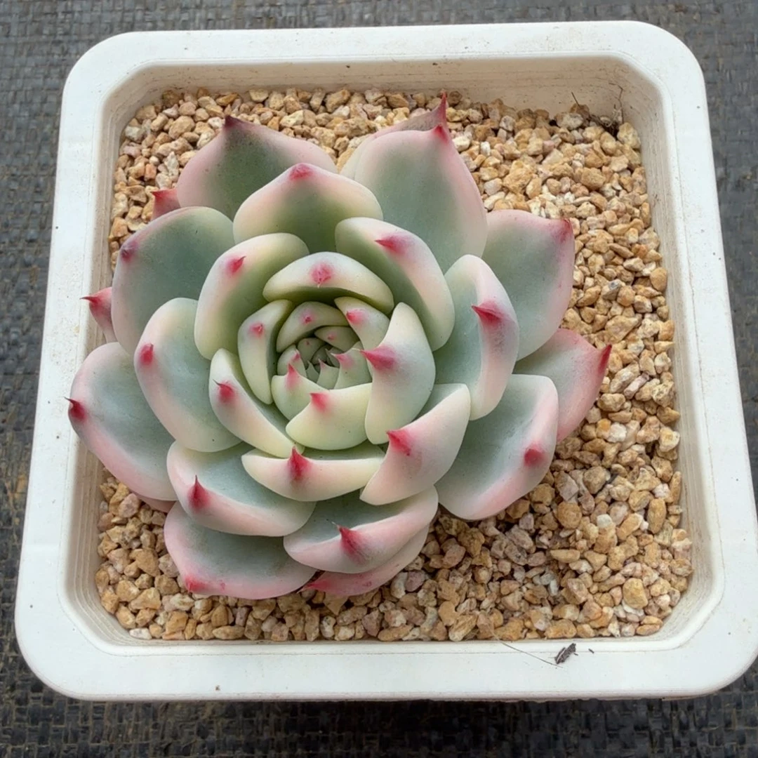 吉娃娃锦锦上园艺一物一拍