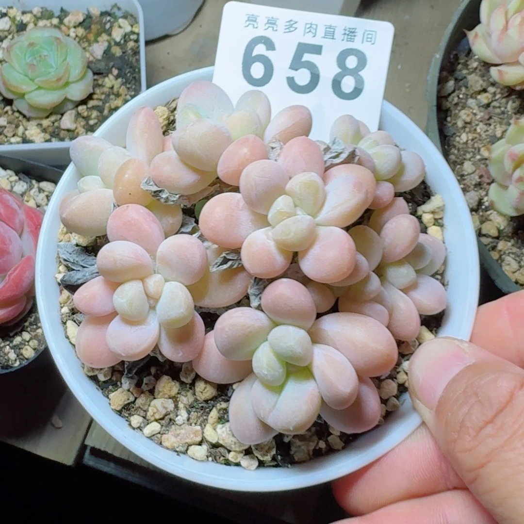 ****儿香玉            精美多肉植物