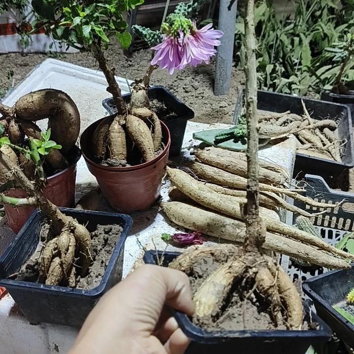 岁***5月之桂质感子一颗脱土