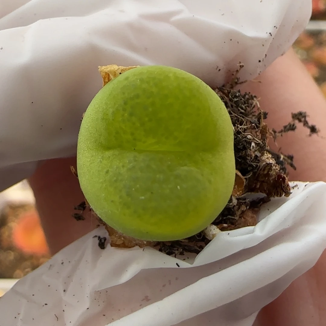 5.13，。 o泡。，9010