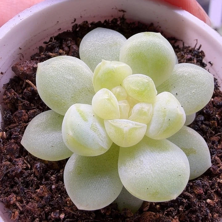 独家财富密码3号5公分盆口