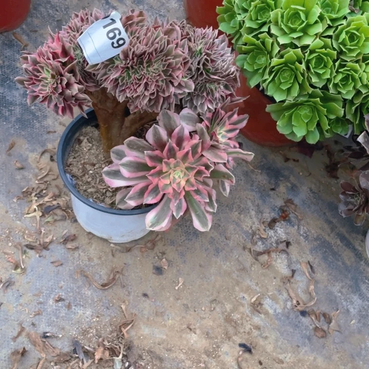 多肉粉女巫缀化769