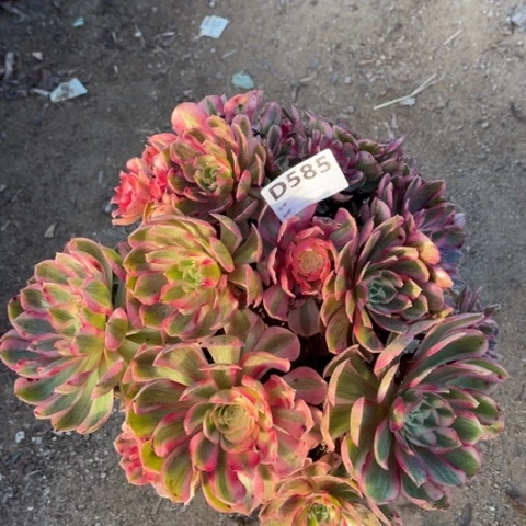 多肉植物桃花坞朵朵