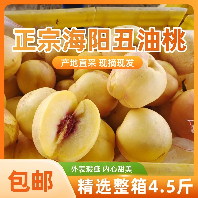 海阳丑油桃基地现摘现发香甜多汁应季水果