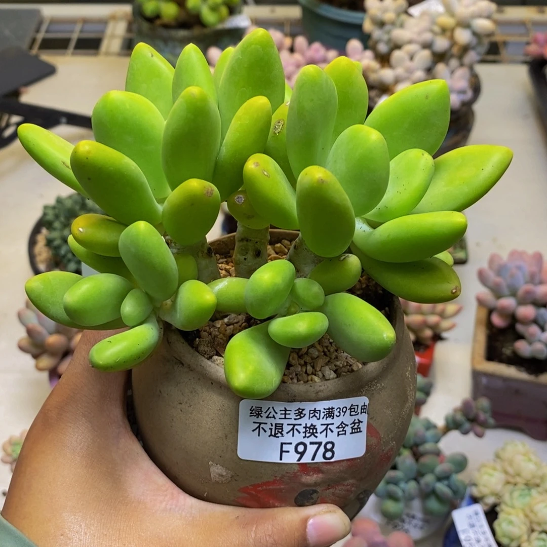 978金蟾芒果奶多肉10cm