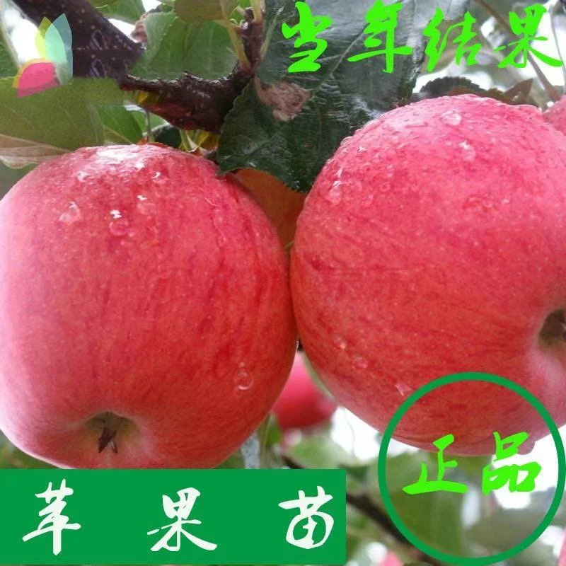 矮化苹果树盆栽地栽南北方可种植苹果盆景