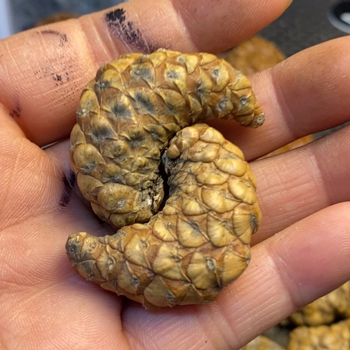 桃核吊坠娜姐真的76