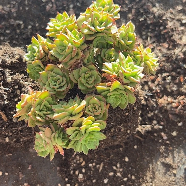 无花朵蜡牡丹。