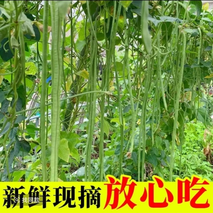 攸县本地长豆角露天自种