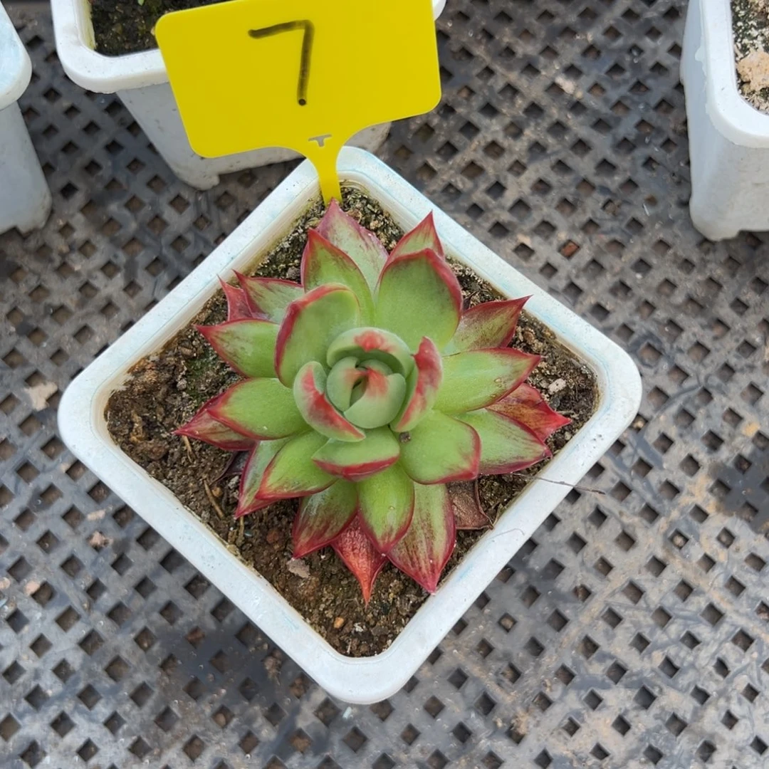 沐***沐惊鸿仙子多肉植物