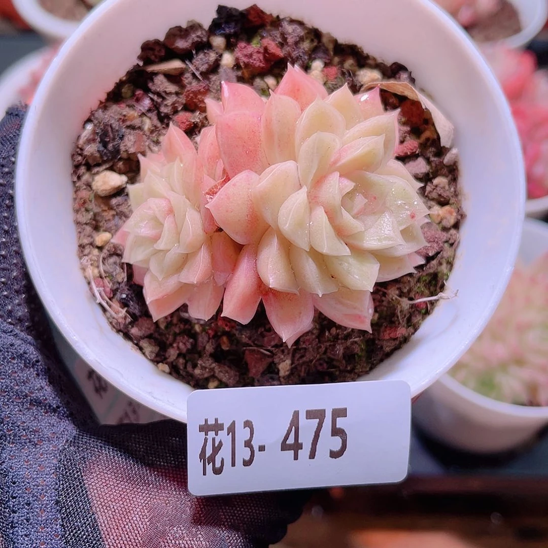 花利美13-475迈凯伦