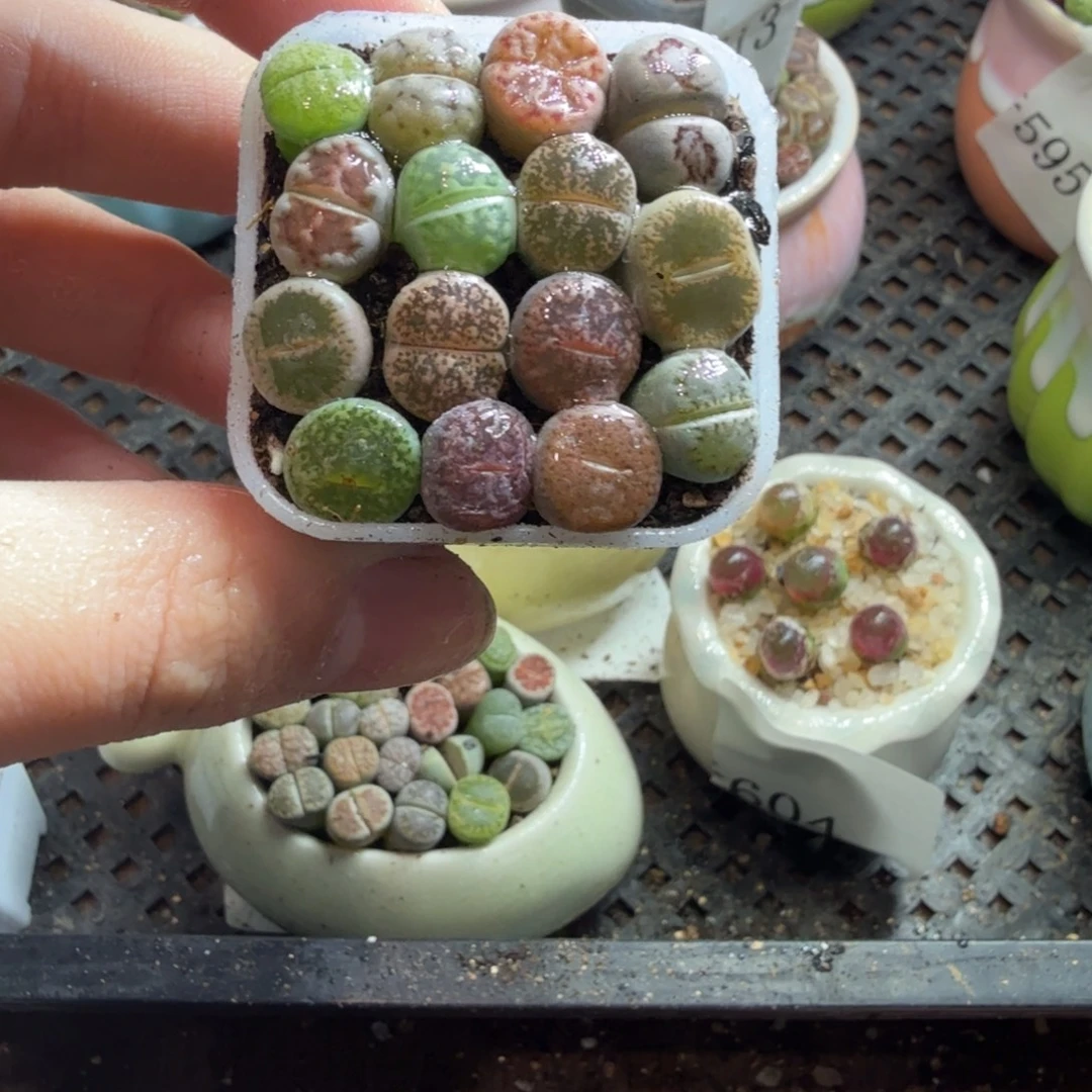 多肉葡萄的季节性好639