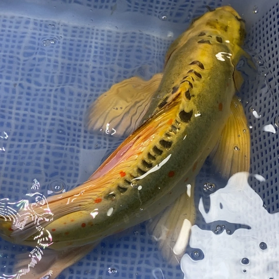 锦鲤锦鲤 开衩充血掉鳞属于正常情况 介意别拍