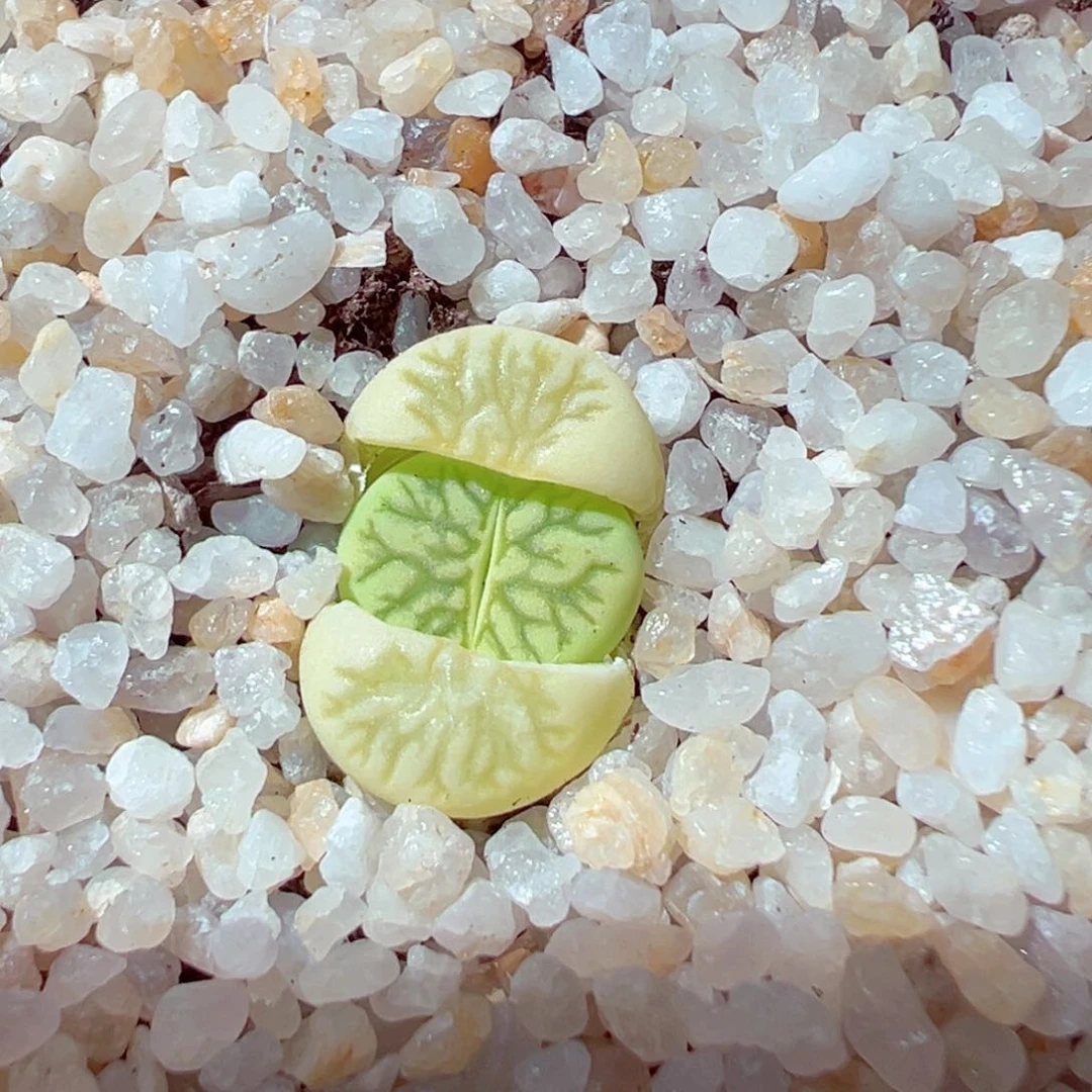 无****?309-148.我是真的