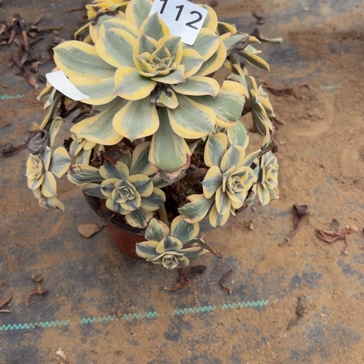 *****灿烂多肉植物不包损112会氧化发黑