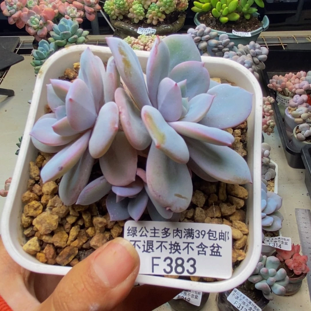383丸叶奶茶多肉8c m