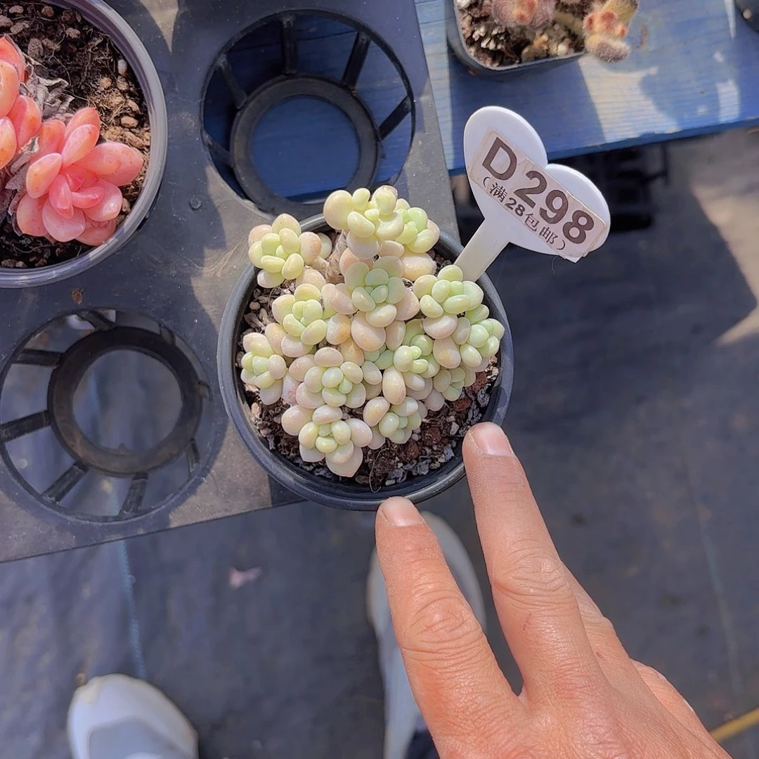 D298鱼子酱一物一拍