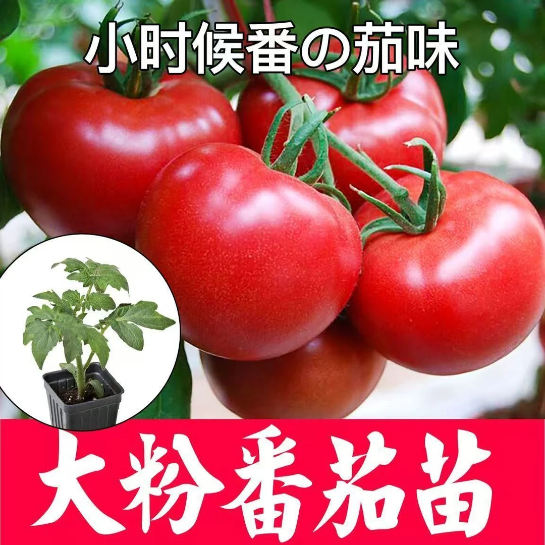 大粉番茄苗童年的味道西红柿苗沙瓤柿子苗春季农盆栽菜苗