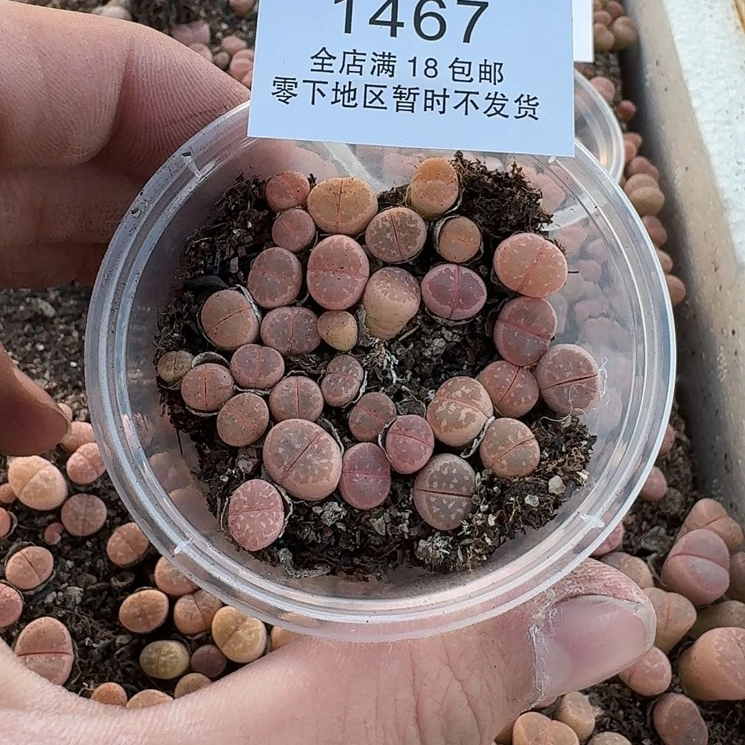 1467 哈哈哈哈哈哈哈哈哈