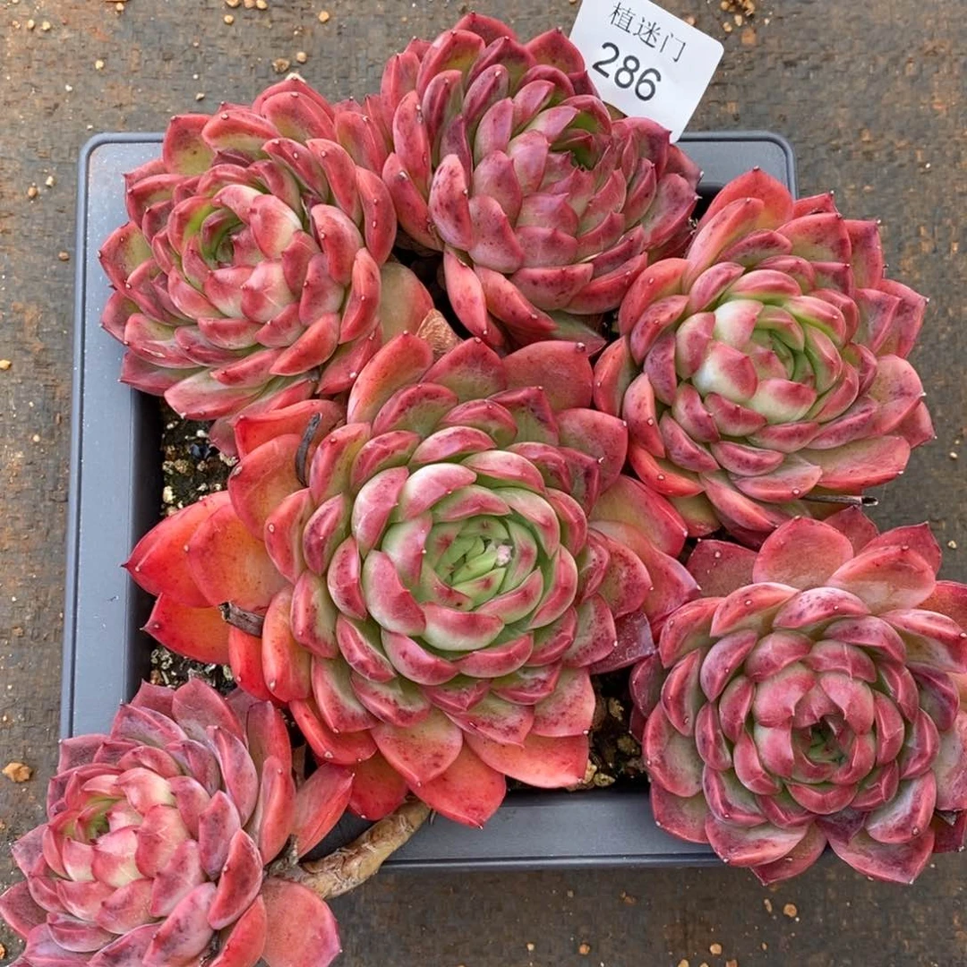 春****@杂交精品多肉286