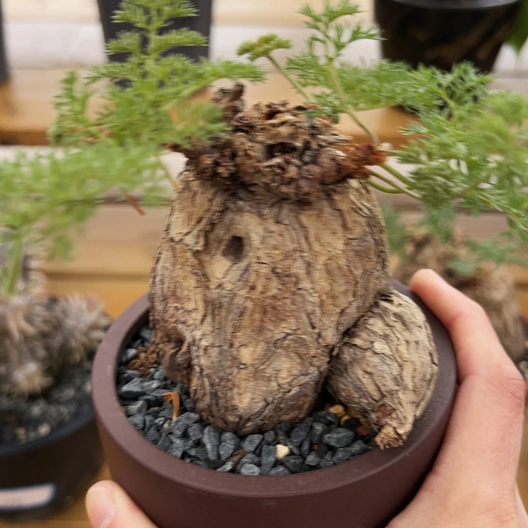 潮流植物枯木洋葵