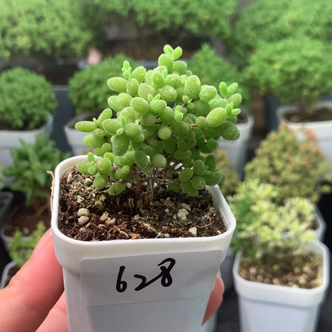 628蜜橘。