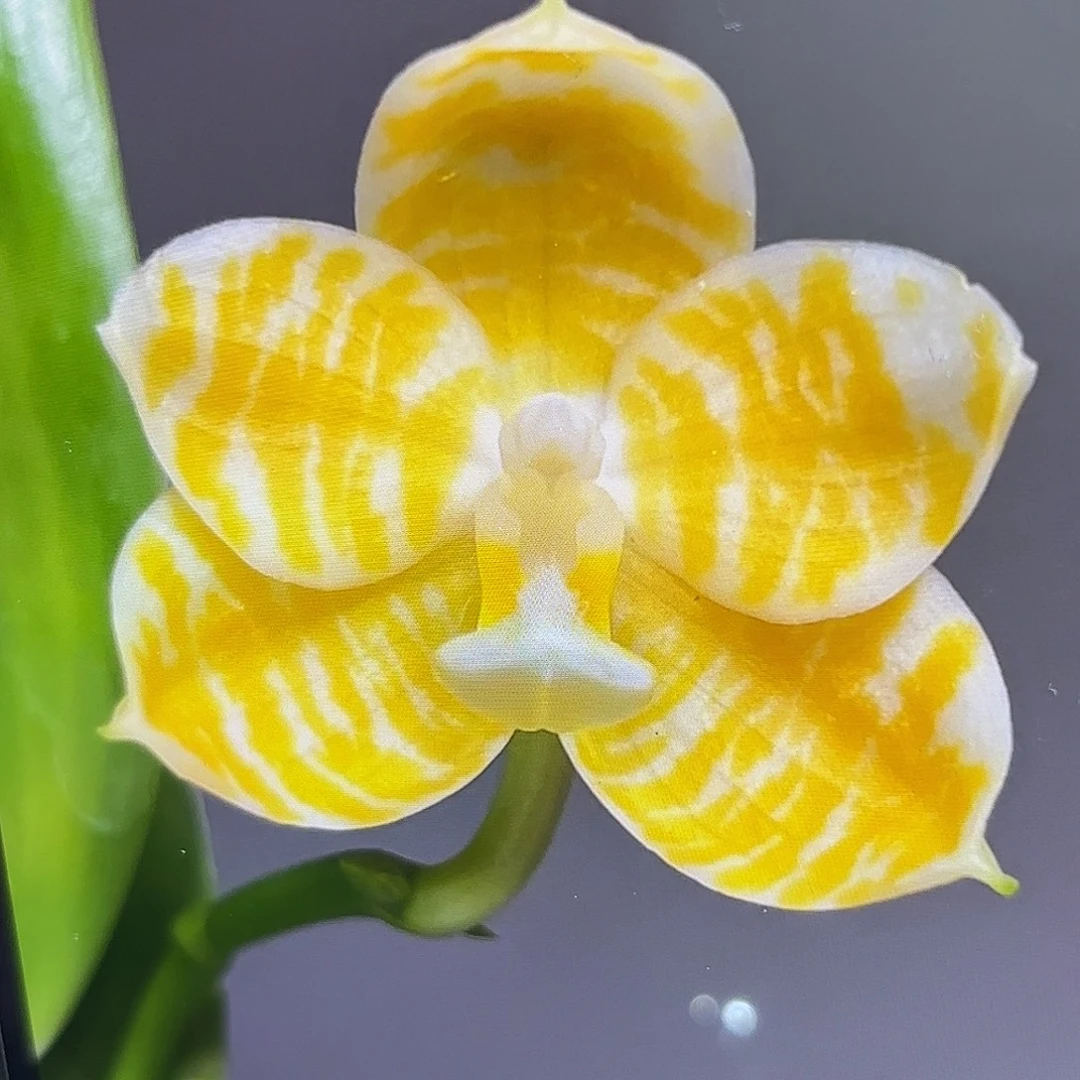 当前无花栽培后可以开花黄金斑马2代