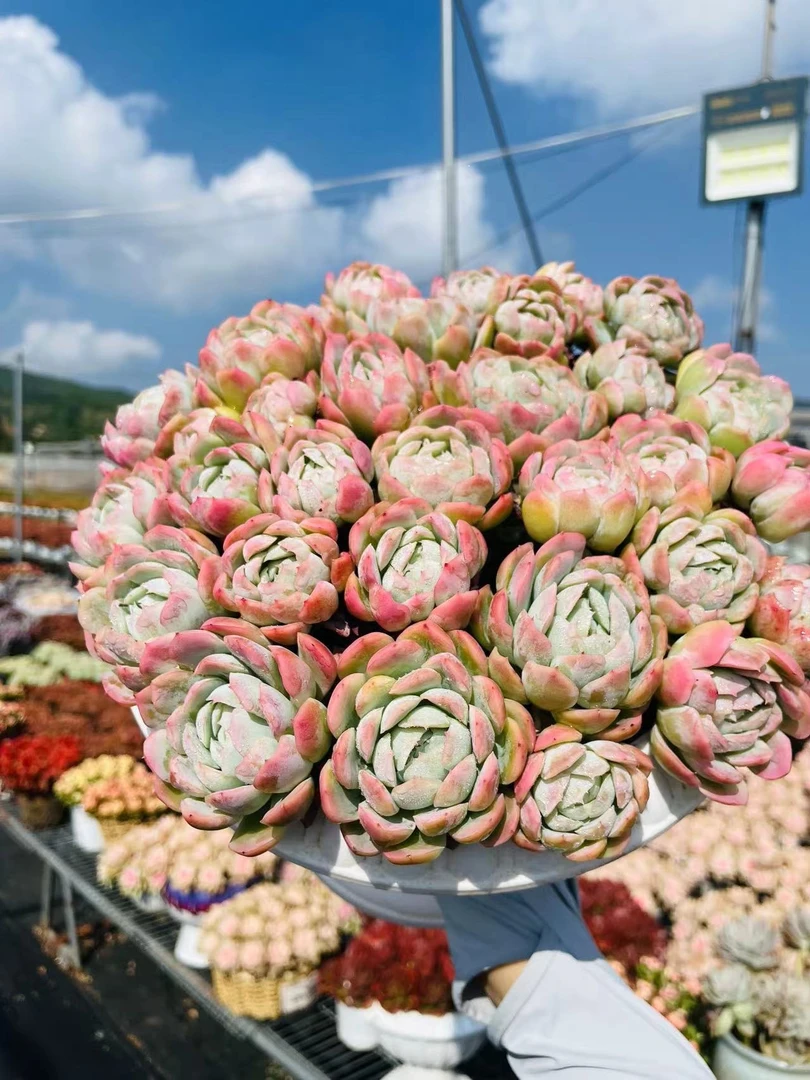 X贝瑞+罗马盆  多肉植物 带盆带土 好养耐活