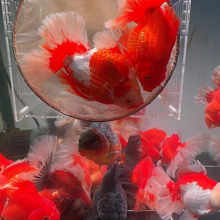 金鱼百褶泰师亚成31