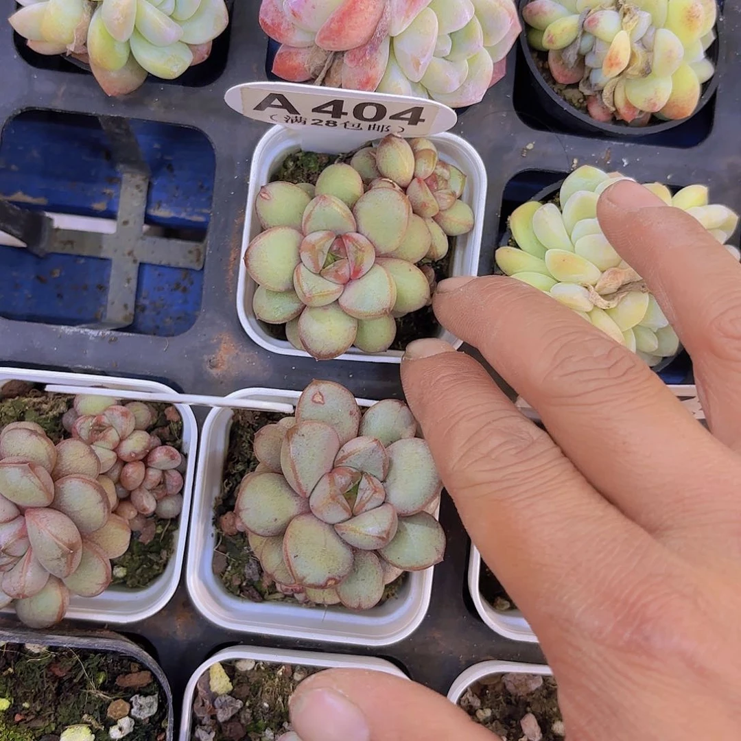 A404葡萄一物一拍