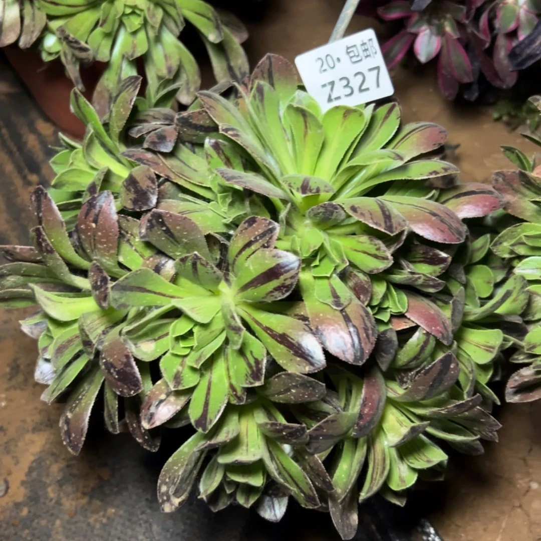 ?****?327碧火，满20包邮