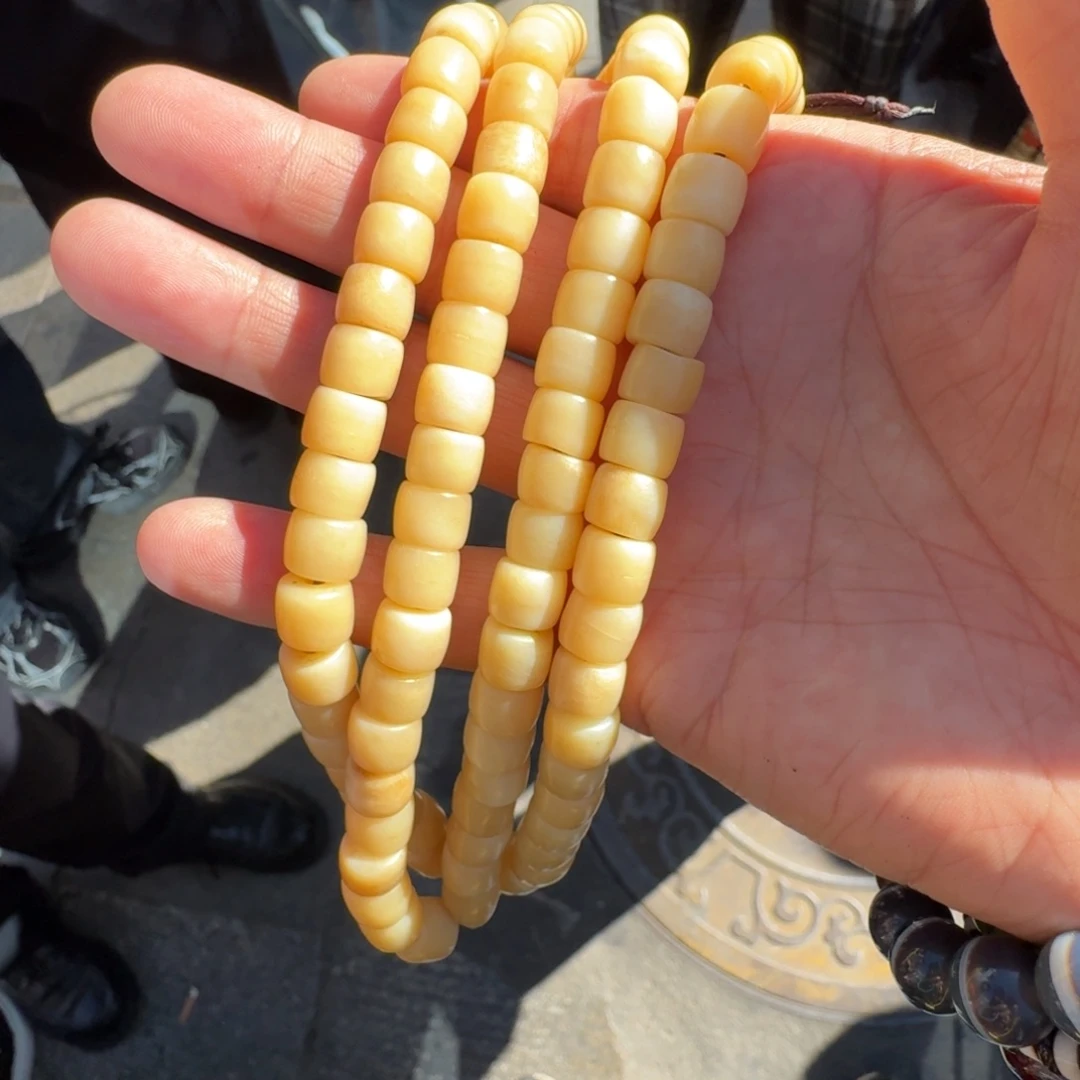 手串金刚菩提菩提树等树木的生长发育和