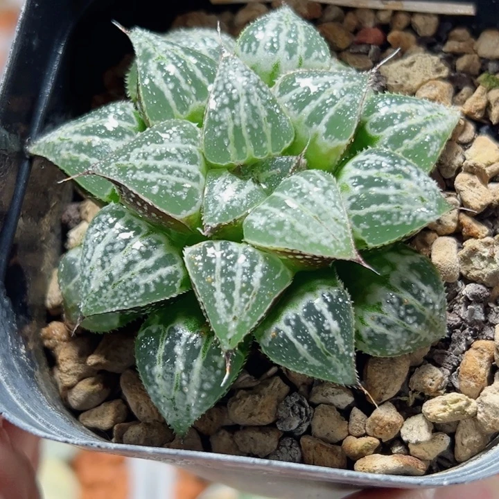 十二卷多肉雪景色