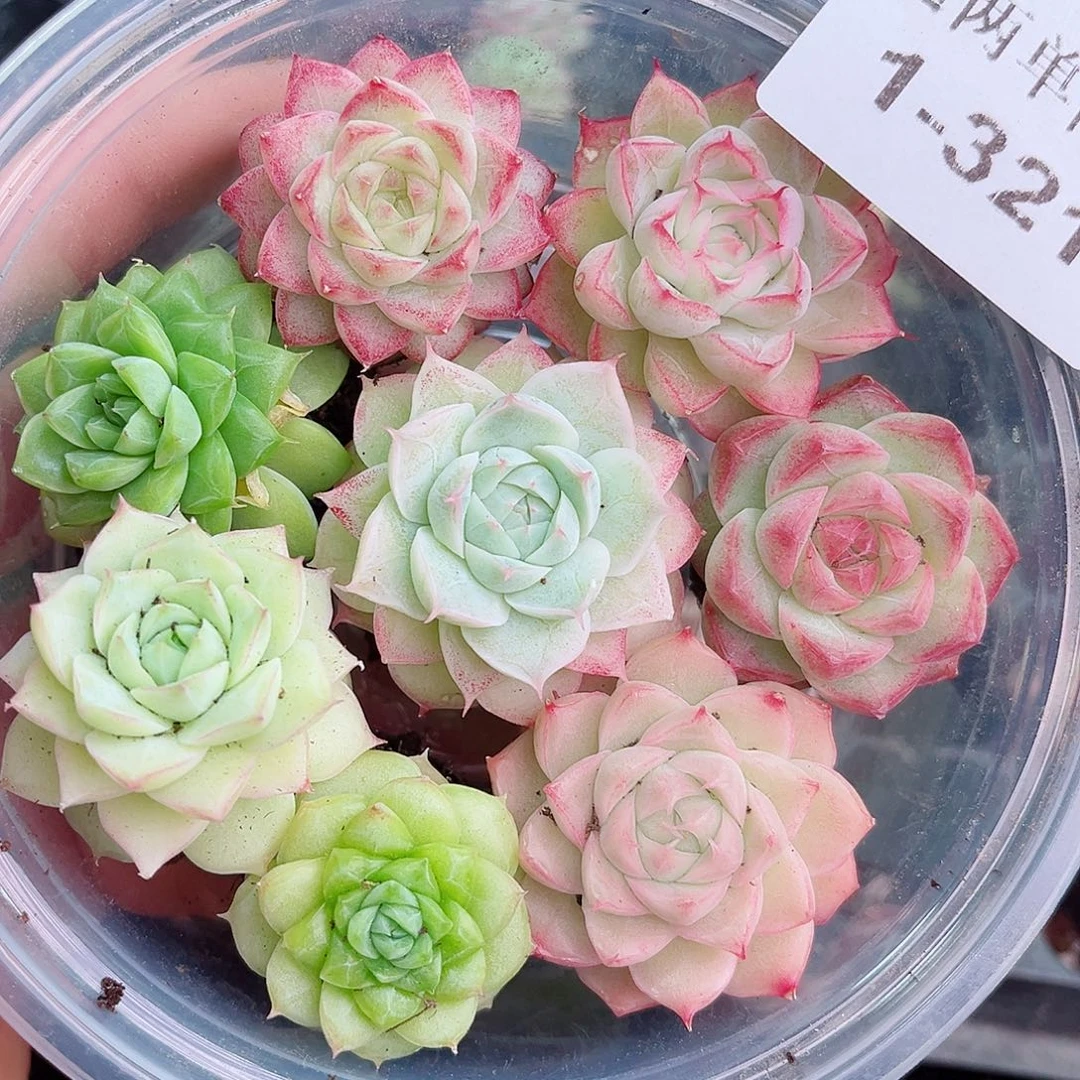 1-321 新疆西藏内蒙不发12.8包邮2-3公分多肉