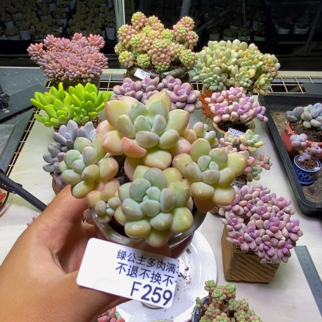 259泡泡糖多肉7cm