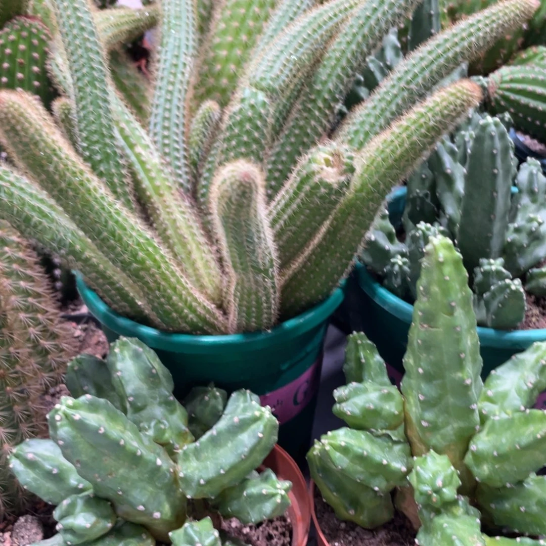 群生多头桃太郎一杯