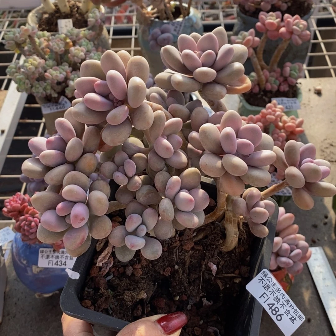 桃蛋486/10cm多肉