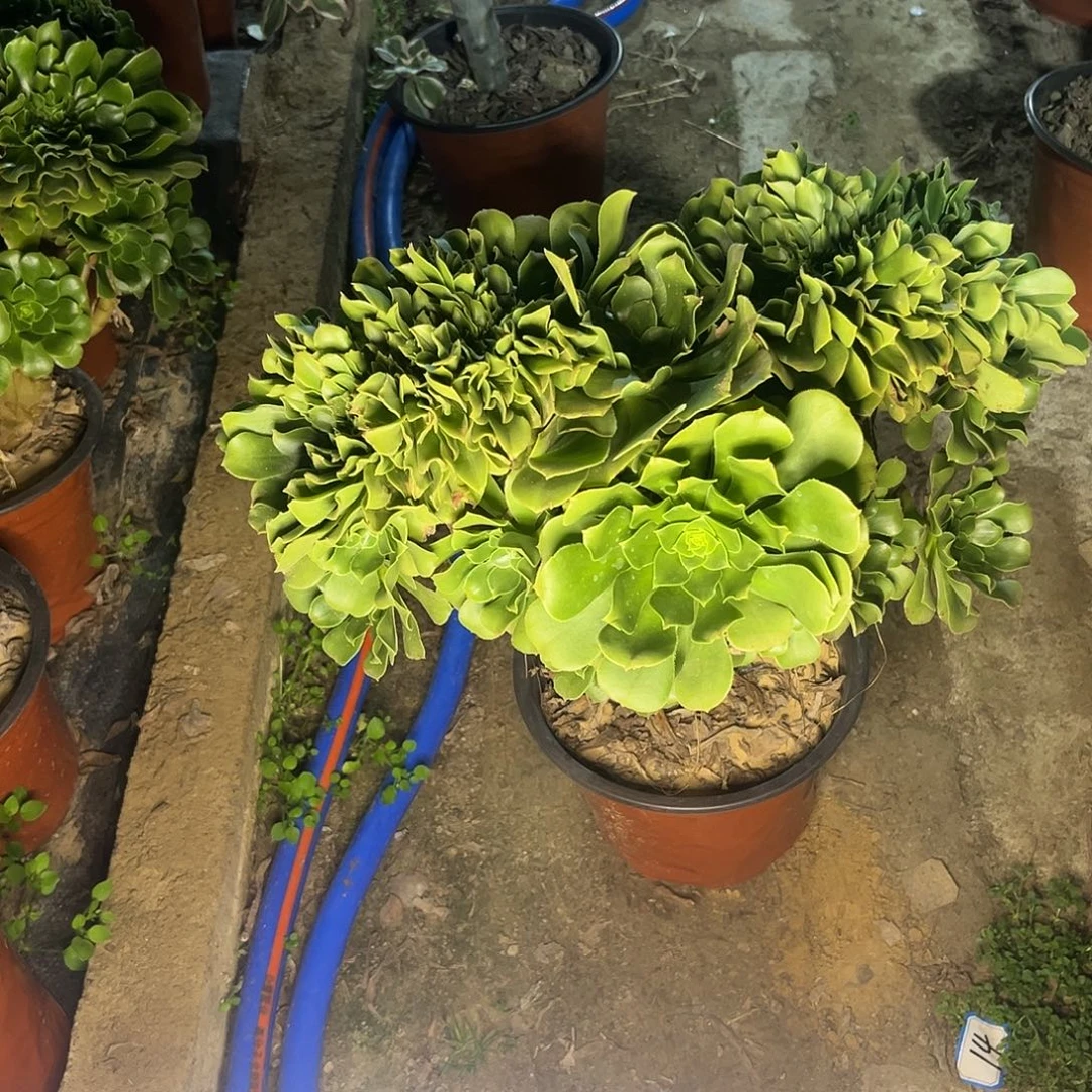 22绿杨蓉缀化有修法师多肉植物