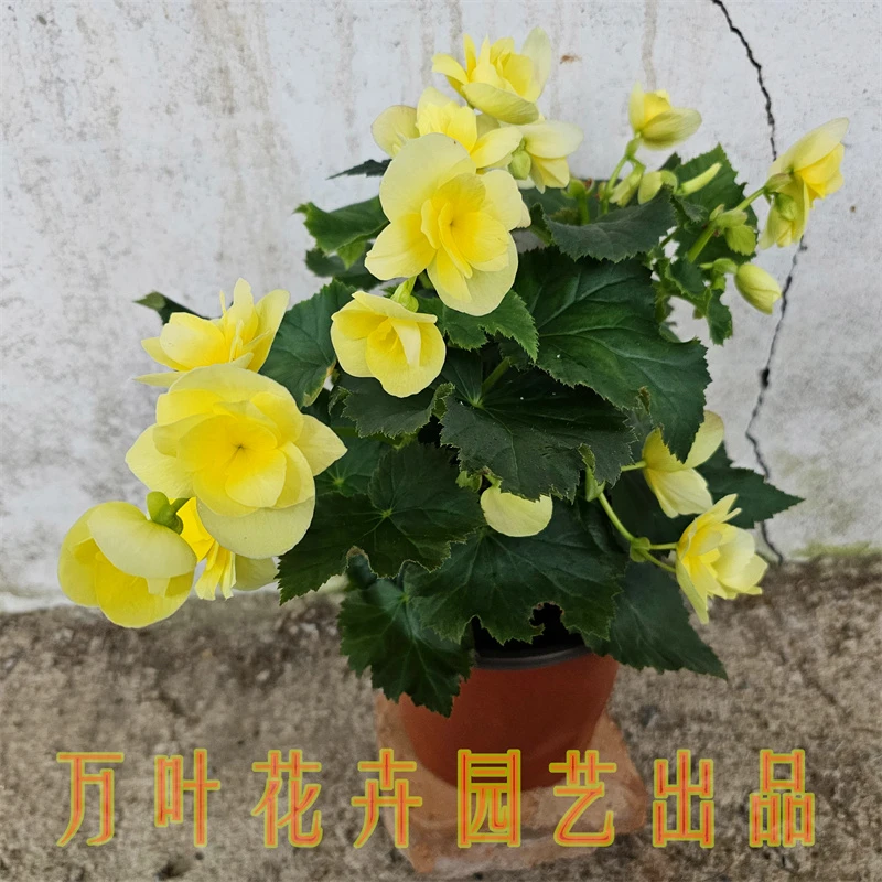 180柠檬黄色盆栽花卉常年开花原盆原土发货山东青州基地直销