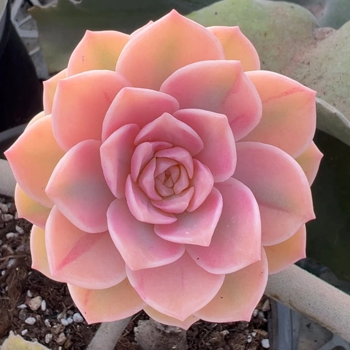 彩色安娜玫瑰锦一物一拍锦龙