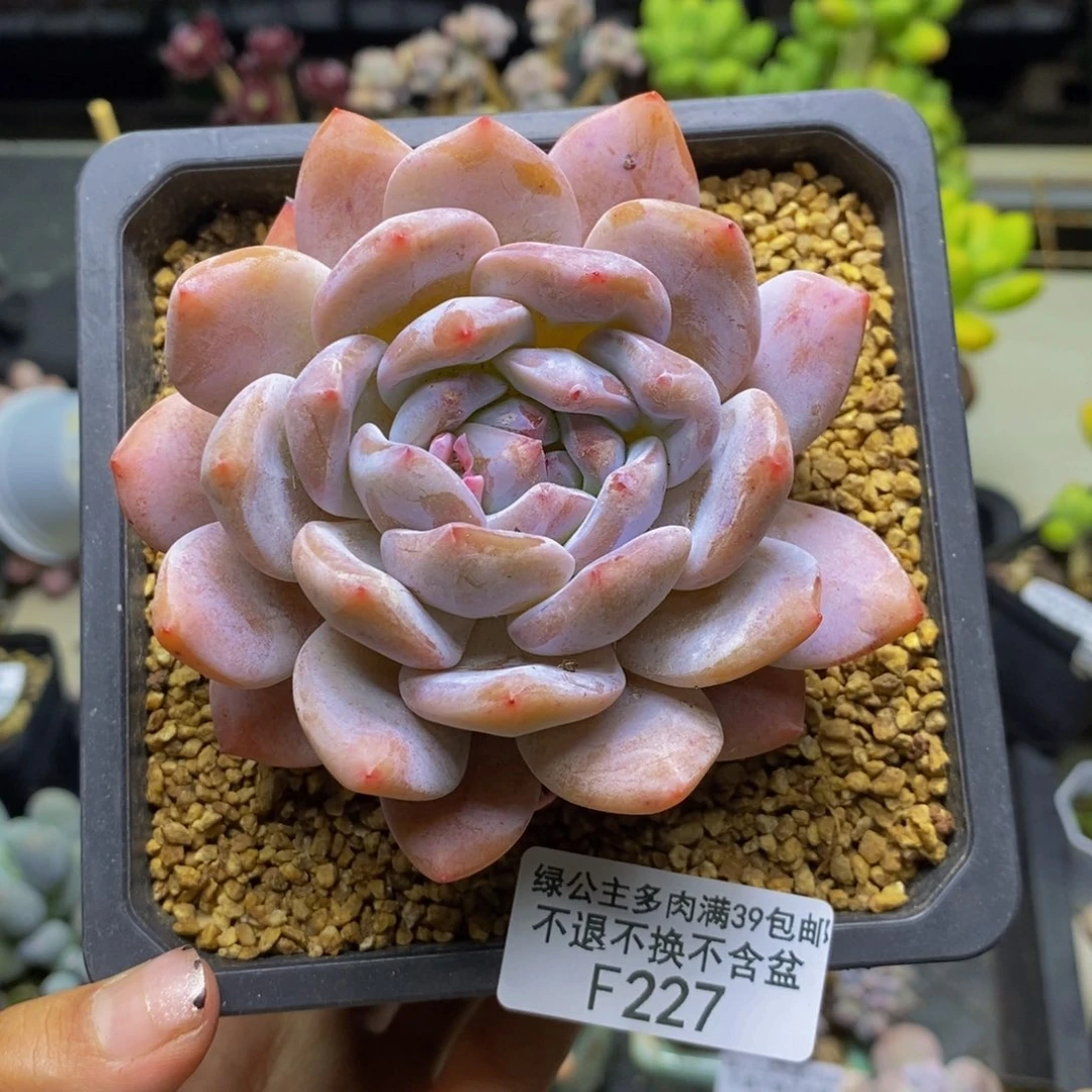 227橙梦露多肉9c m