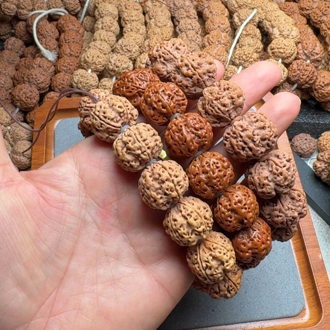 菩提菩提22号尼泊尔大金刚梅花蜂窝