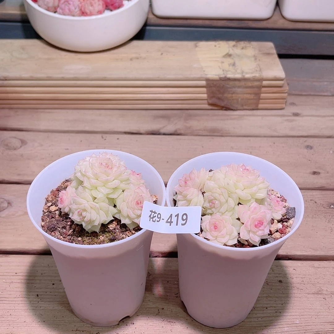 花利美9-419白天鹅2颗