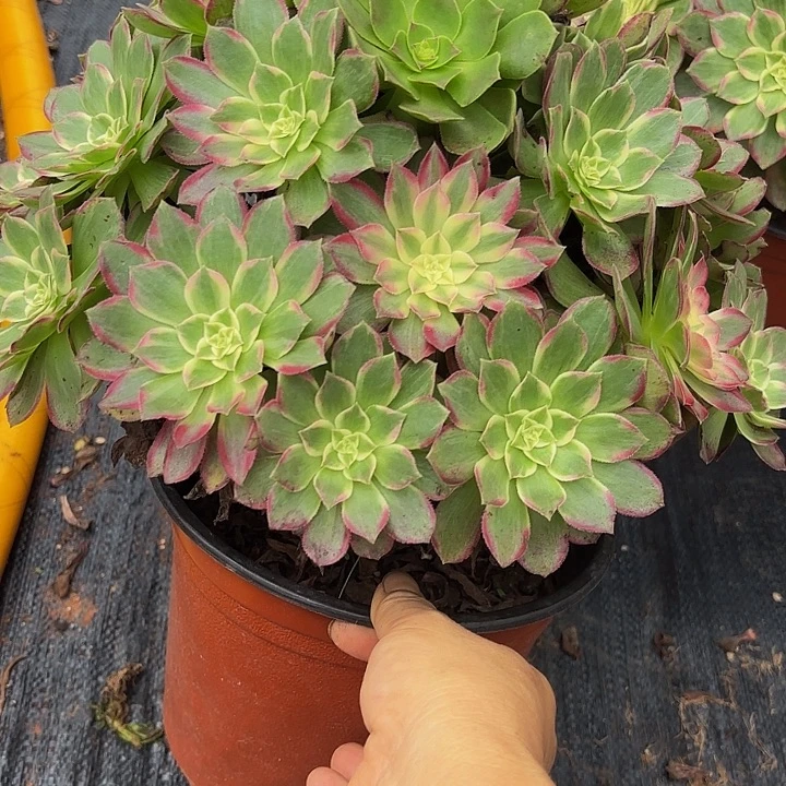 多肉植物福利318个